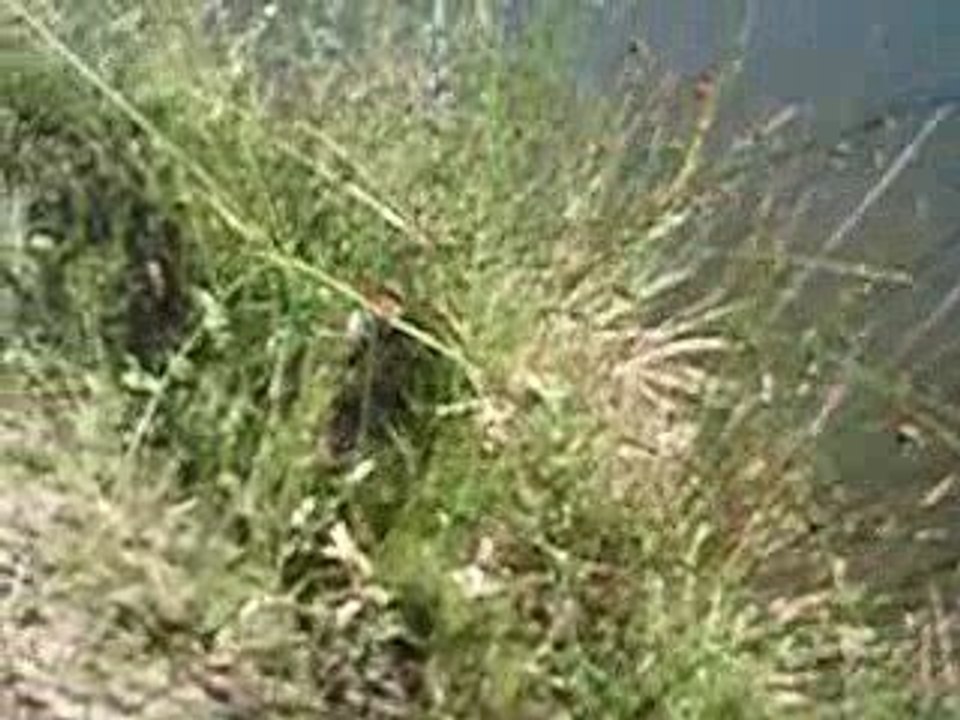 délire en attendant les départs de carpes