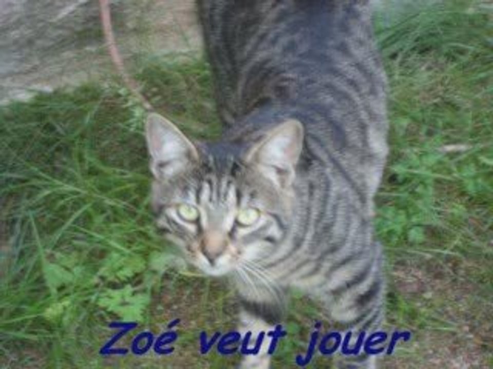 NOS TENDRES COMPAGNONS