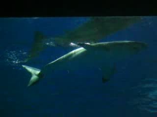 Grand requin blanc Aquarium de la Baie de Monterey