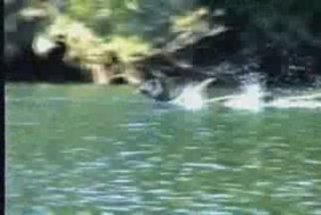 Día del Medio Ambiente - Río Negro, Chile