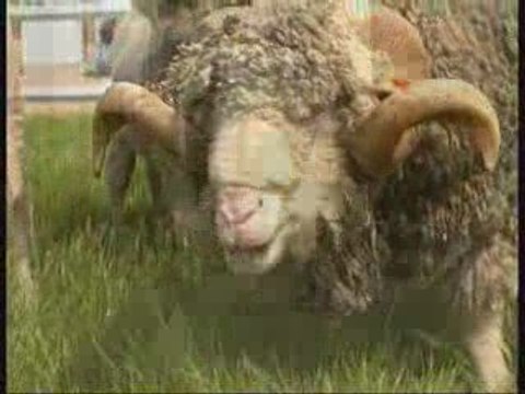 Le Mérinos de Rambouillet (Bergerie Nationale)