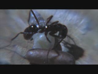 An evolutionary arms race