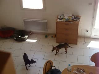 Dina Pinscher nain 1an, Hyperattachement et chaussures