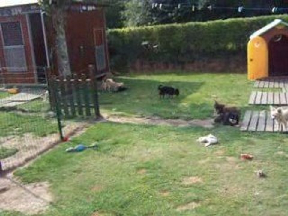 chihuahuas korrigans de la lande , juin 2009