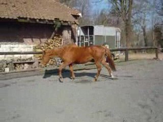 Castillane - Travail en liberté