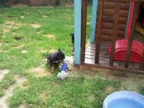 jeux chiots ratiers pragois a 5 semaines et 1/2