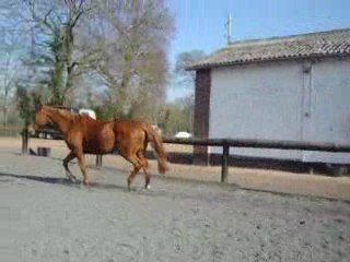 Castillane - Travail en liberté ___