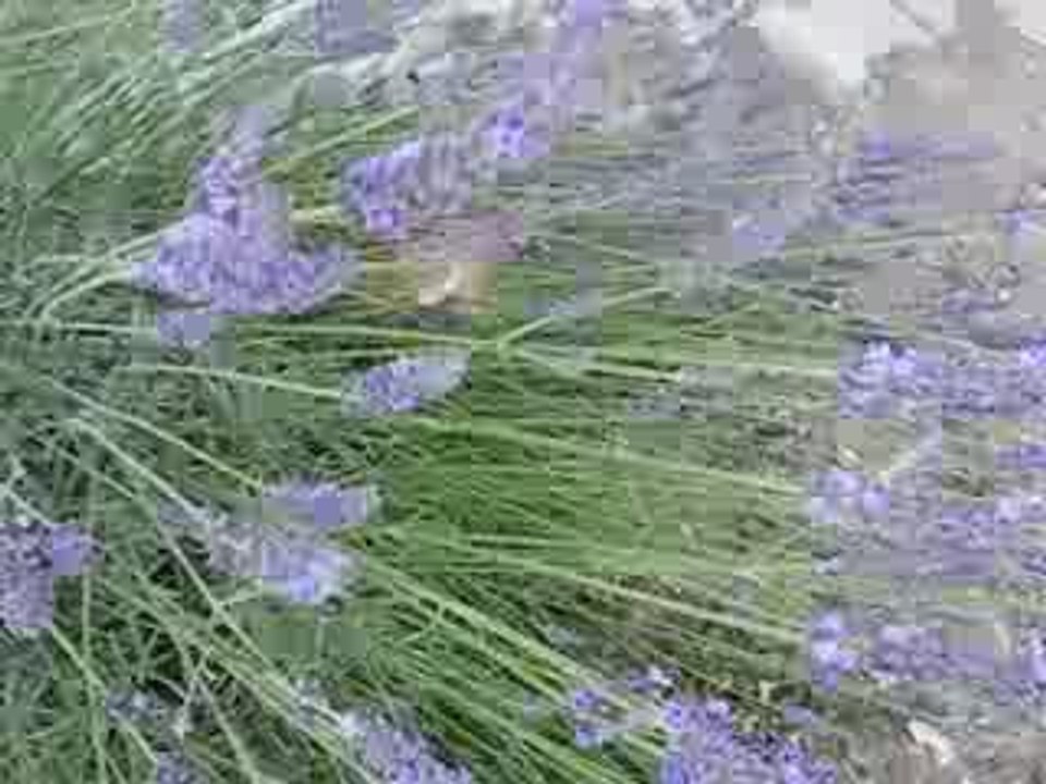 papillon moro sphinx