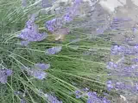 papillon moro sphinx