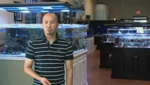 Salt Water Aquariums | Custom Saltwater Fish Aquariums