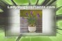 Lady Bug Silk Plants - Quality Silk Plants and Flowers