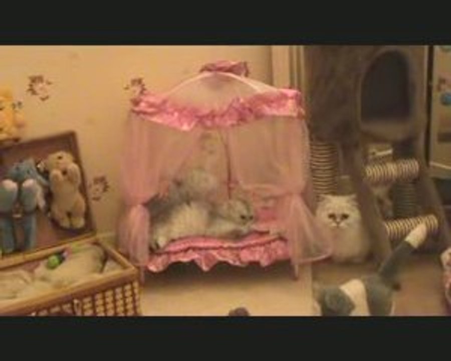 chaton persan chinchilla