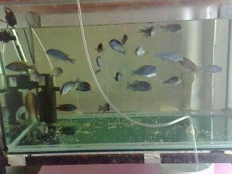 SATILIK CIKLET BALIKLARI