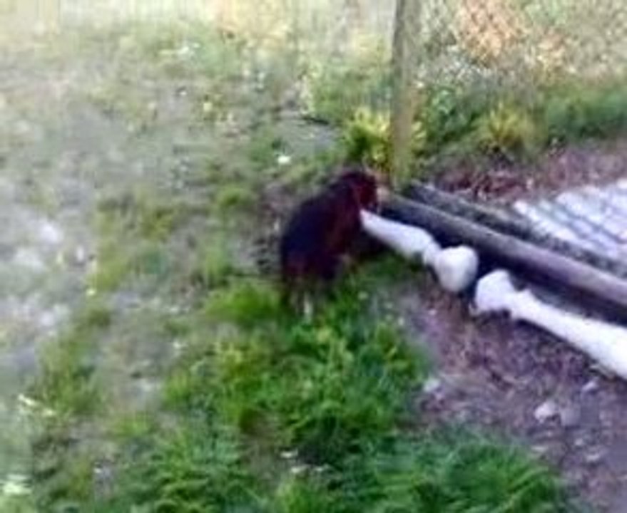 Os meus cães.