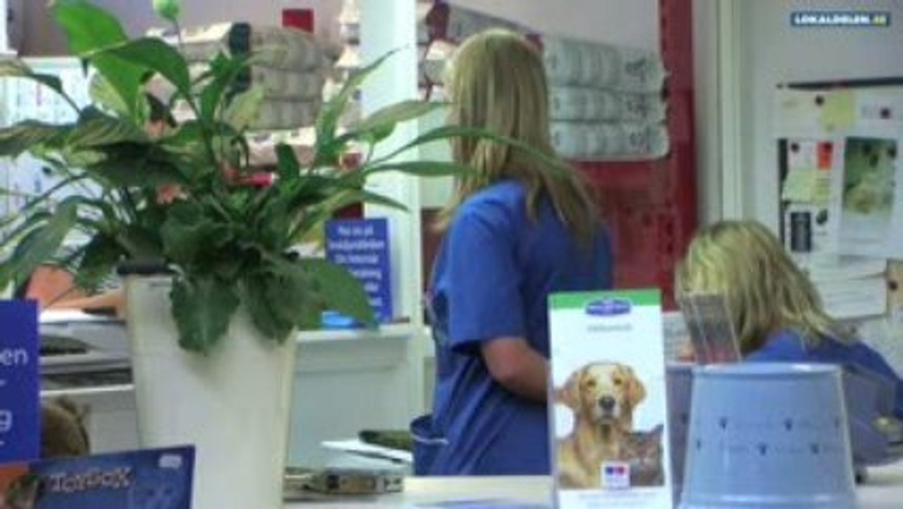 veterinär HELSINGBORG Skåne län Din Veterinär Smådjursklinik