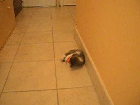 Neis joue avec sa balle