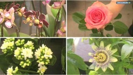 Download Video: Blomsterbutik JÖNKÖPING Jönköpings län Planta Blommor