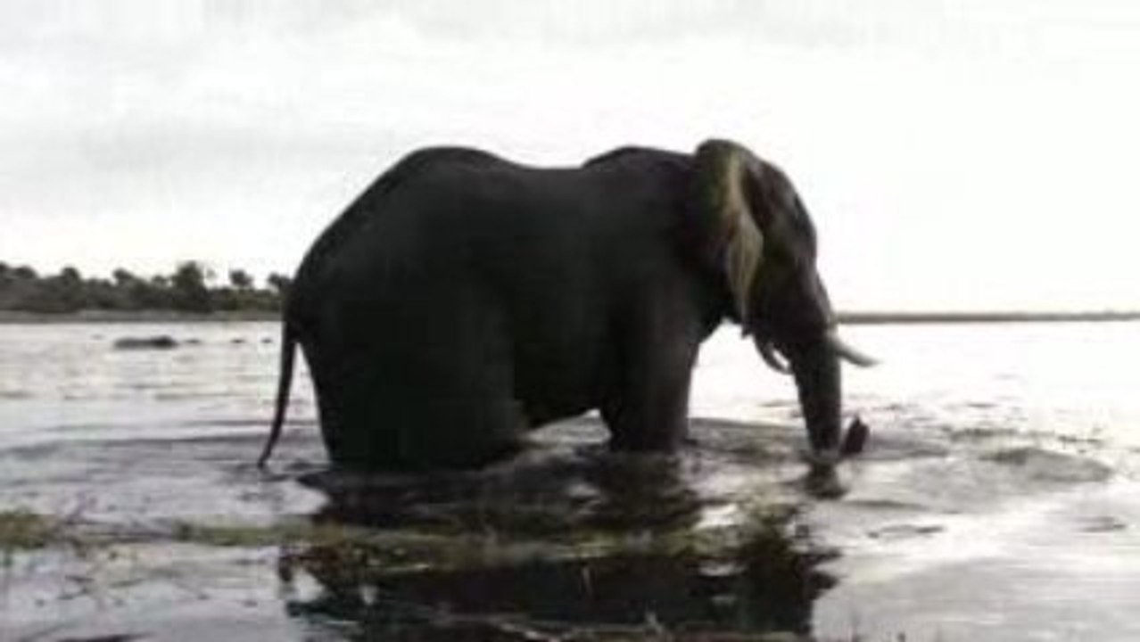 Elephant solitaire - Chobe
