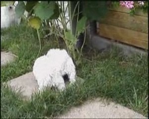 chiots de l'élevage du Pays des Santones