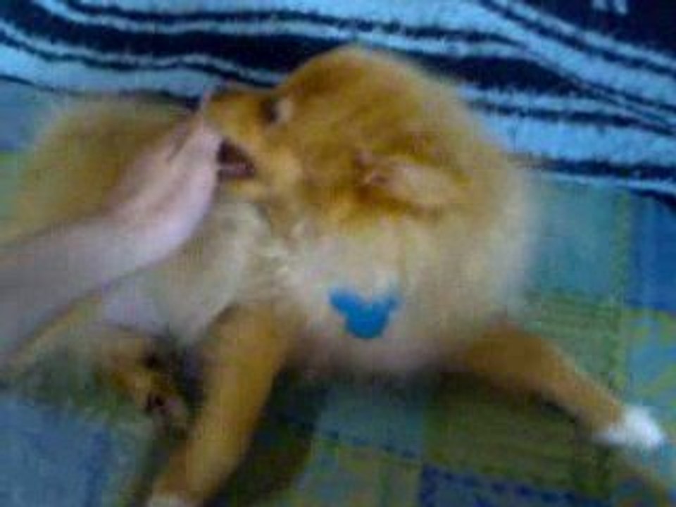 Rouky qui se fait caresser