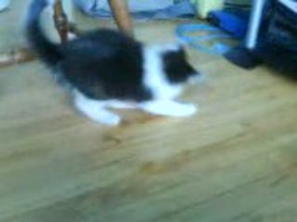 Chat Vs Chaise