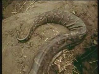 Les chasseurs de pythons