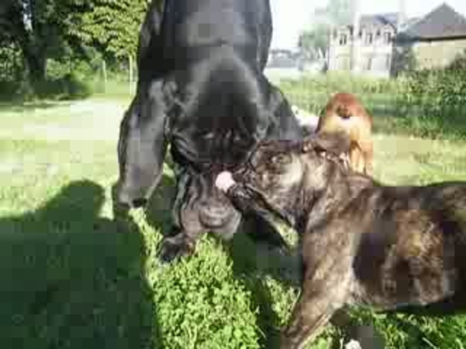 Lavage de dogue allemand par un boule français