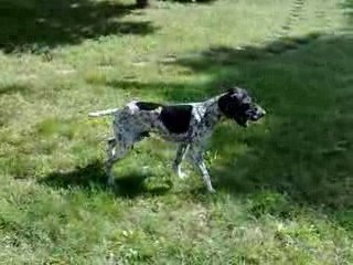 braque d'auvergne des hauts de rouillac