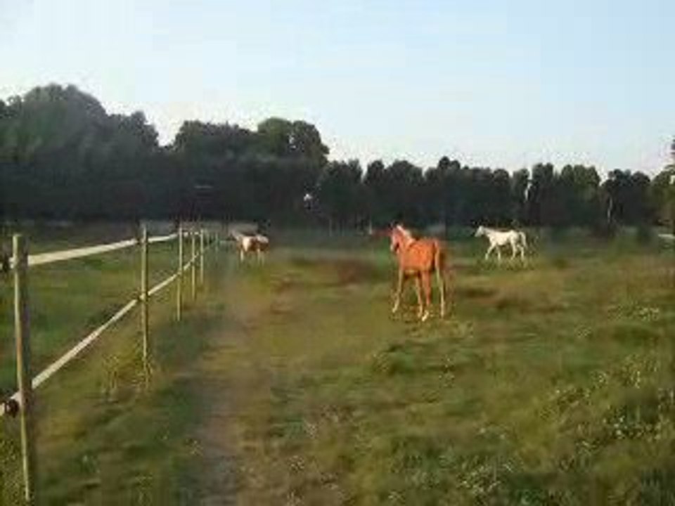Vie en troupeau 6