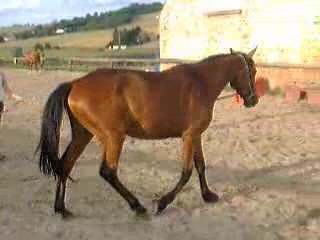 QUARTZ NOIR à la longe avec tata Pauline