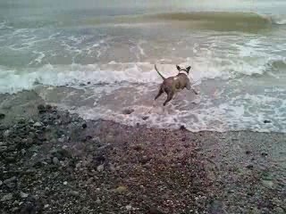 Shiva 1ére baignade