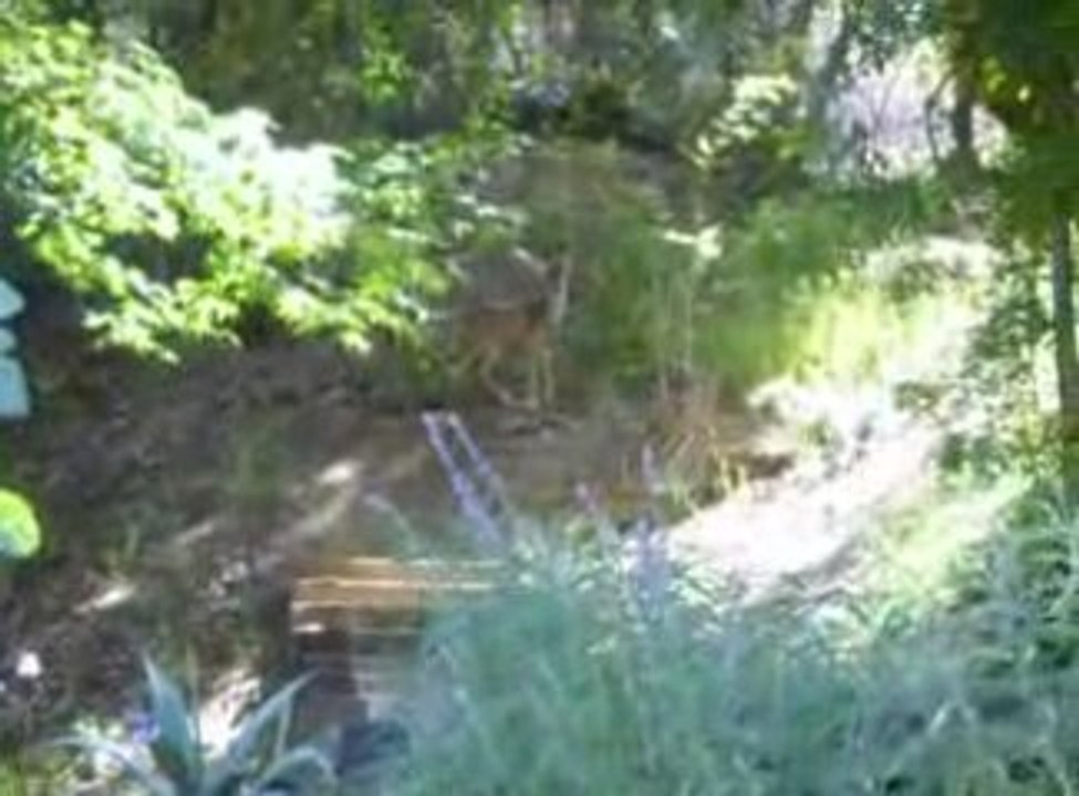 deer 2