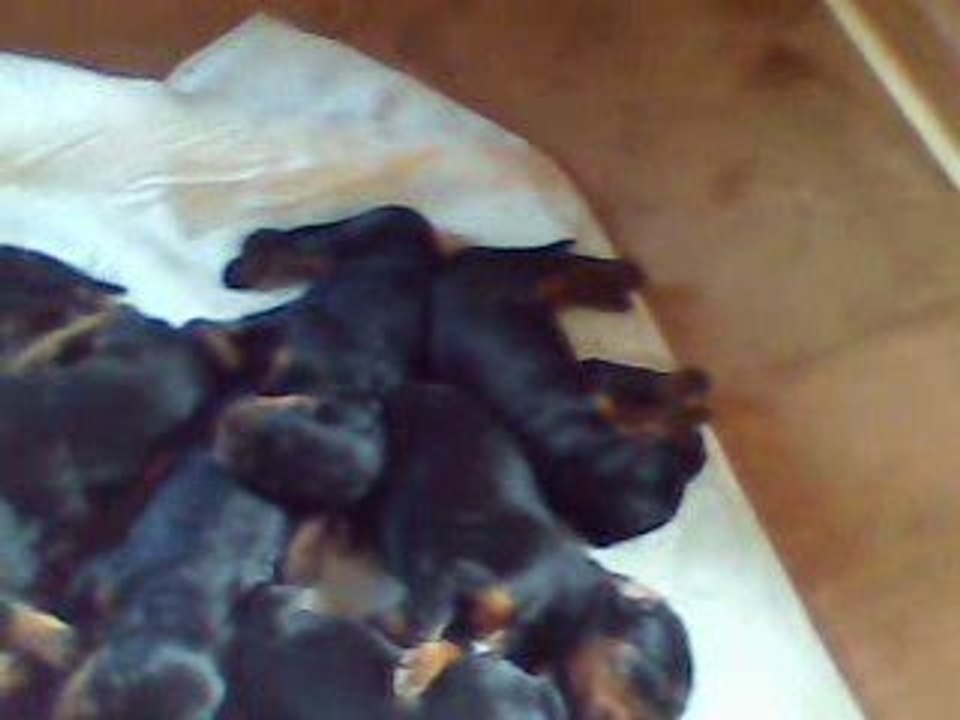 VIDEO CHIOTS 26 06 2009