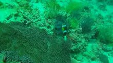 Fish1959 v2