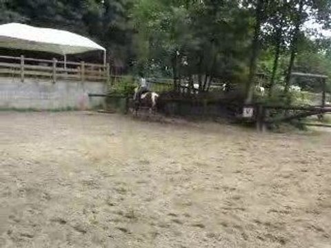 galop à gauche Little Fly