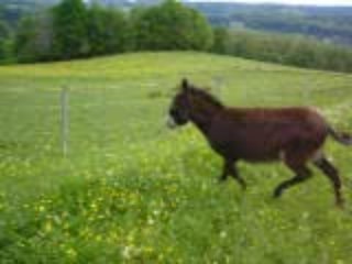 Grischa und Scoubidou