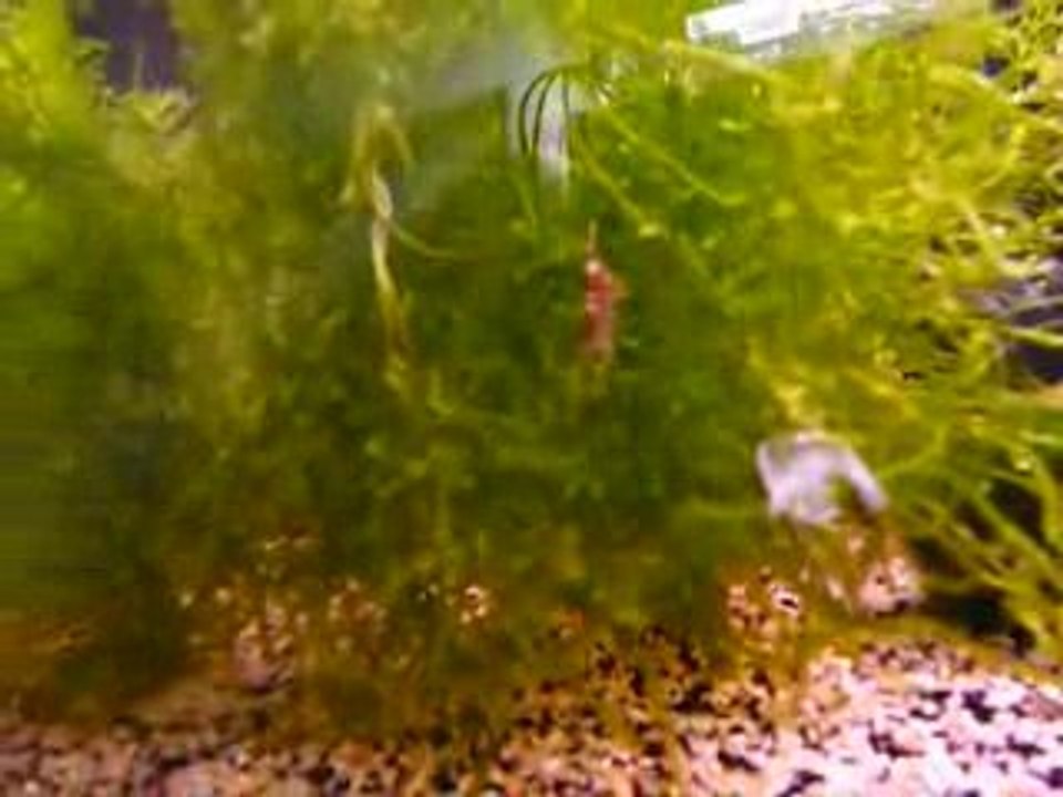 Crystal Red Shrimp en train de grainer