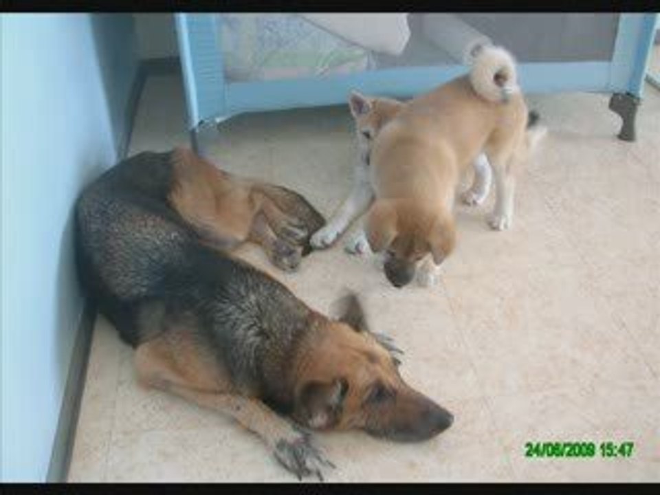Emeraude, Tess et Narla le 24 06 09