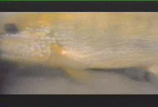 Tanganyika Gölü Belgeseli (2.bölüm)