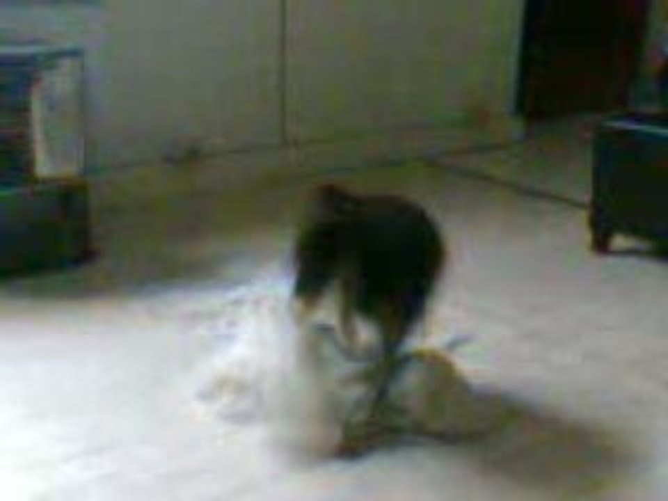Byron mon chien