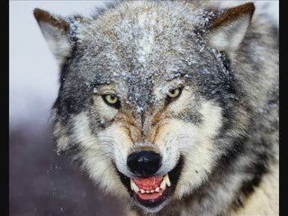 la verdad sobre los cuentos de adas