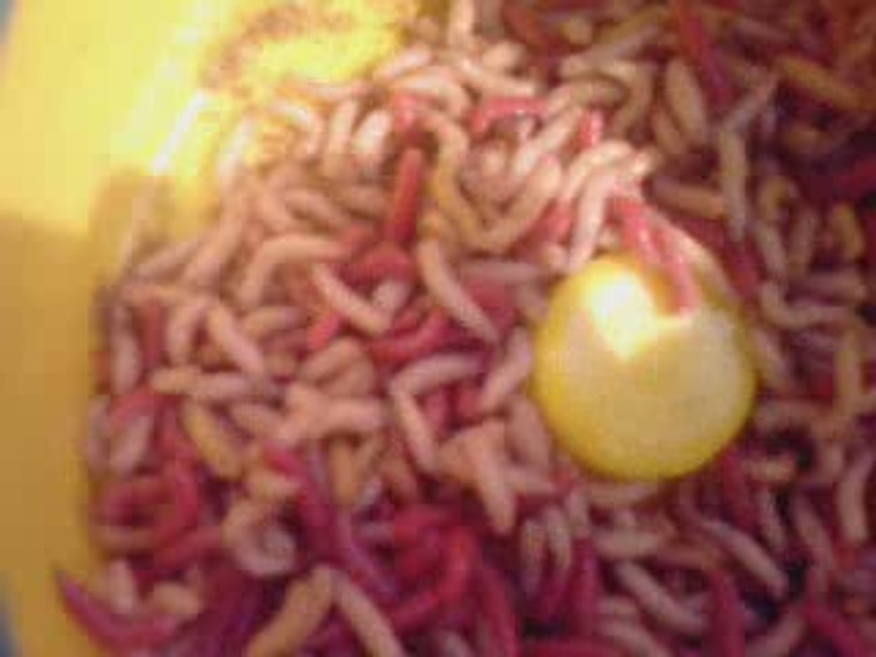 V270609_17.15 canne mise a l eau