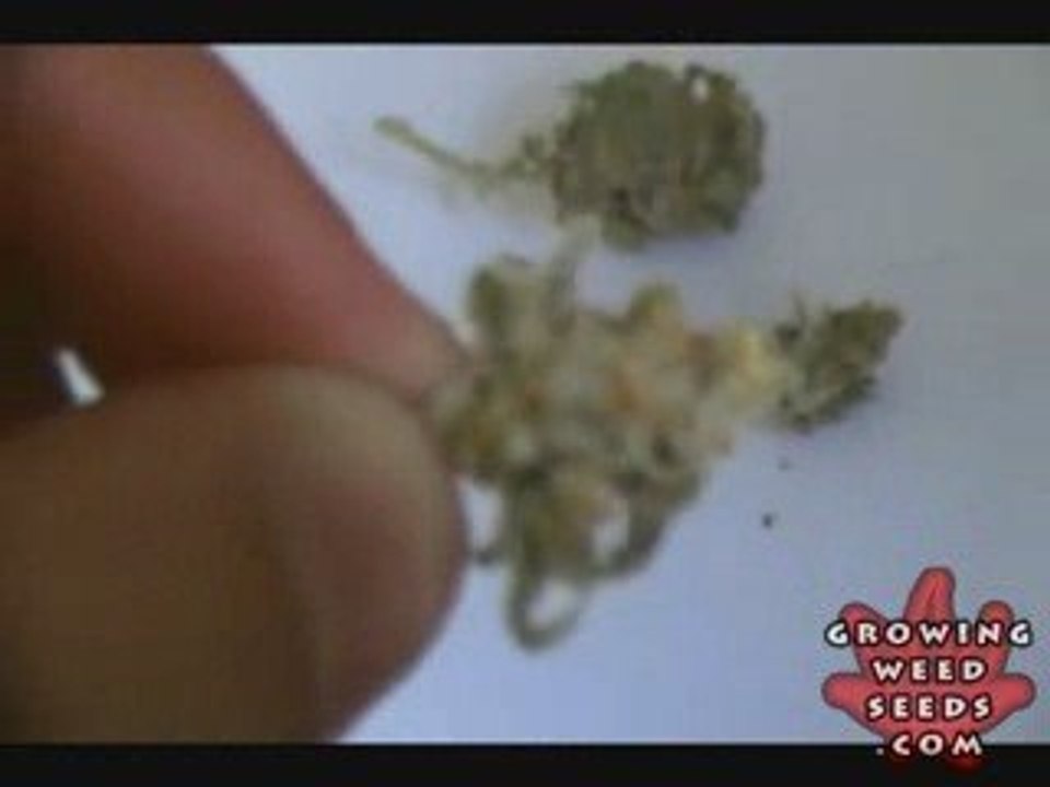 See Marijuana - Big Wreck Weed Strain - Pot Seeds Online