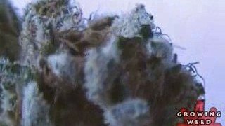 See Marijuana - Blackberry Kush Strain - Pot Seeds Online
