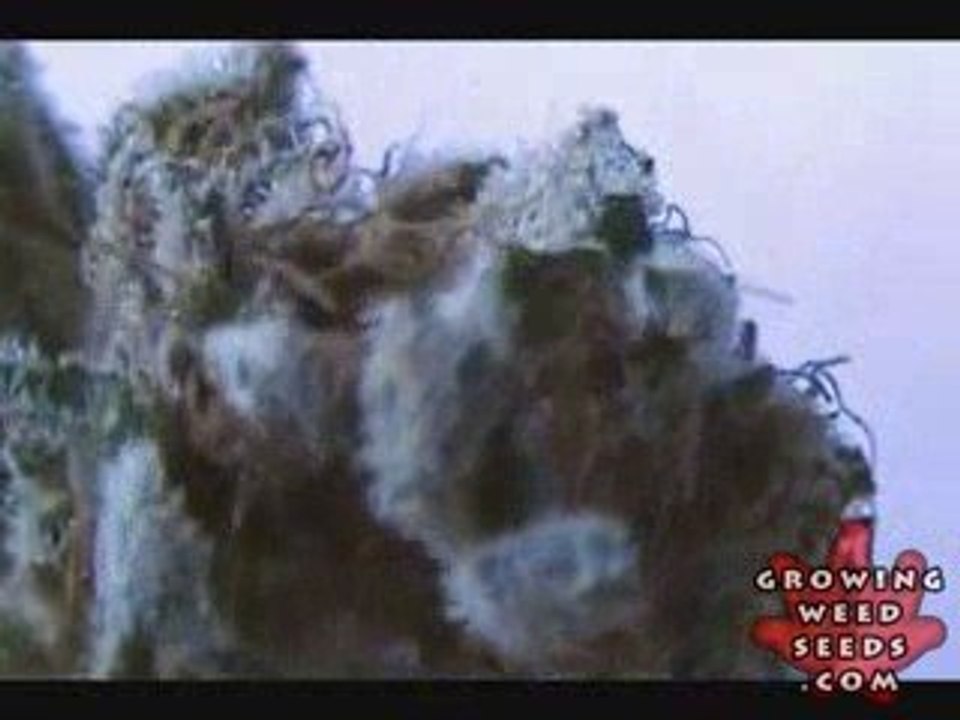 See Marijuana - Blackberry Kush Strain - Pot Seeds Online