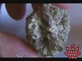 See Marijuana - Blackberry Kush Strain 2 - Weed Seeds Online