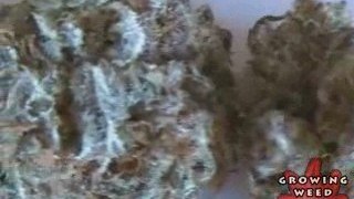 See Marijuana - Blackberry Kush Strain - Ganja Seeds Online