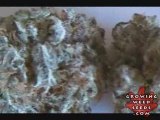 See Marijuana - Blackberry Kush Strain - Ganja Seeds Online