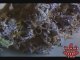 See Marijuana - Blue Dragon Weed Strain - Pot Seeds Online