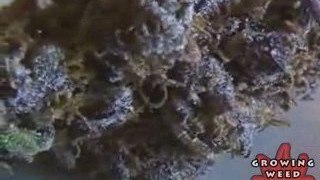 See Marijuana - Blue Dragon Weed Strain - Pot Seeds Online